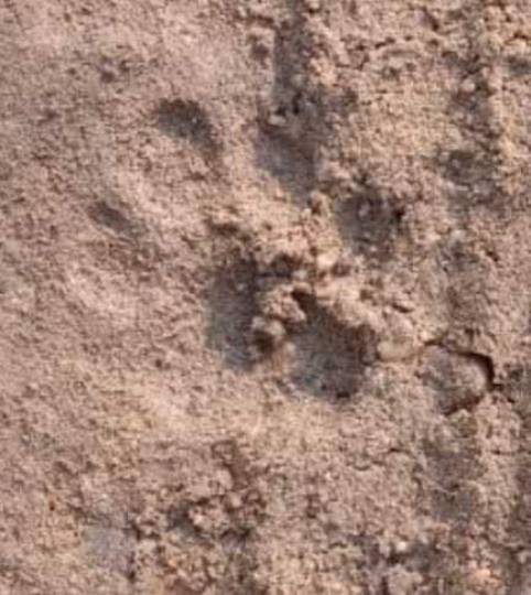 चक्रसन गांव के सरेह में दिखा बाघ का पगमार्क, लोग भयभीत
