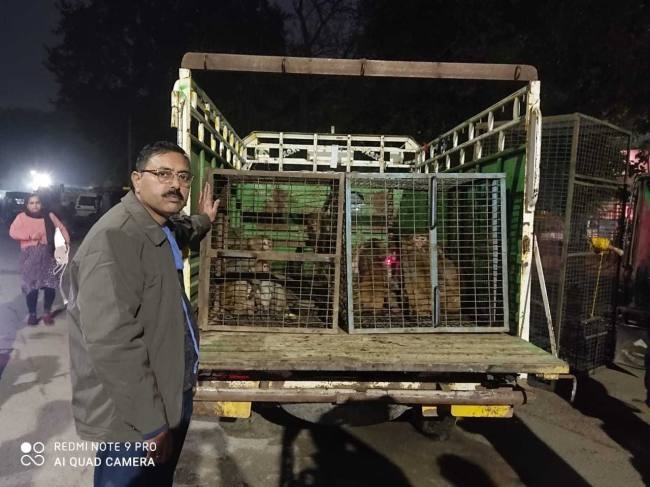 पटेल नगर सहित कई क्षेत्रों से पकड़े 12 बंदर