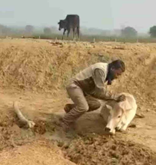 फसल चरने से नाराज किसान ने गोवंश को किया मरणासन्न