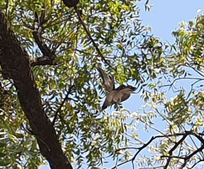 तारों व मांझे में फंसे पक्षियों के लिए दलकलकर्मी बने मसीहा, आपात स्थिति में फंसे दर्जनों पक्षियों को रोजाना दे रहे जीवनदान