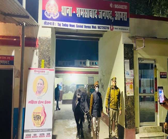 आगरा पुलिस ने भैंसा चोरी का किया पर्दाफाश, थपथपाई पीठ, प्रेस नोट जारी कर जानिए क्या कहा