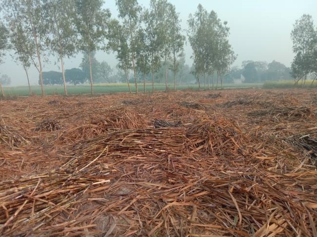 खेतों में गन्ना, मिल बंद होने की सूचना
