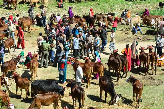 Nalwar Fair:सुकेत रियासत के समय शुरू हुआ सुंदरनगर का नलवाड़ मेला, व्यापारिक दृष्टि से भी है महत्वपूर्ण, जानिए कैसे हुआ था शुरू
