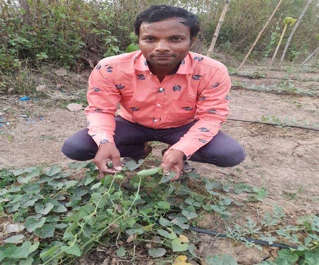 DD Kisan Channel देख निरसा के किसान ने किया कमाल, कोयला क्षेत्र में शुरू की स्ट्रॉबेरी की खेती