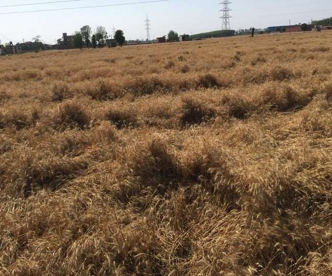 लुधियाना में बारिश से खेतों में गेहूं हो रही खराब, किसानों को करना पड़ रहा परेशानी का सामना