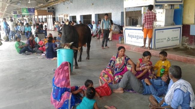 यात्रियों की भीड़ के बीच चारा खोजते रहते पशु