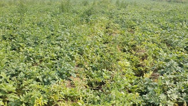 कोहरे से आलू की फसलों में लगा झुलसा रोग