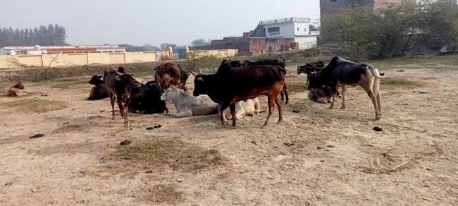 मवेशियों से निजात न मिलने पर किसानों ने राजस्व परिषद अध्यक्ष से की शिकायत