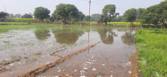 बारिश से खेतों में भरा पानी, किसानों की बढ़ी मुश्किलें