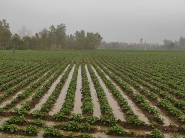 बारिश ने किसानों की मेहनत पर फेरा पानी