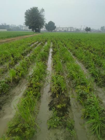 30 एमएम बारिश से खराब होने लगी आलू और मटर की फसल