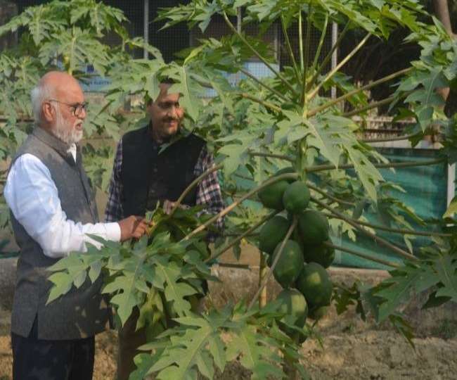 पपीते की खेती से बढ़ी यूपी के किसानों की आय, जानें- कैसे कम लागत से होगी अधिक आमदनी