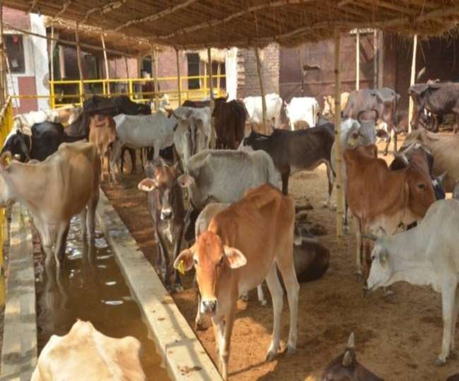 बरेली में इस तरह से दम तोड़ रही निराश्रित गोवंश सहभागिता योजना, जानिए क्या है स्थिति