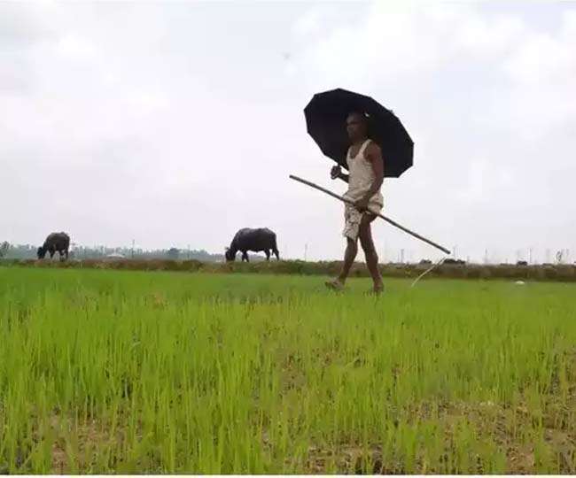 गेहूं की फसल कटने के बाद खेत में ढैंचा की करें बुआई, ढैंचा के पौधों को लगाने से खेत की मिट्टी में बढ़ जाते हैं जीवांश