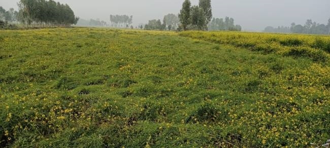 बारिश और तेज हवा से खेतों में सरसों की फसल बिछी