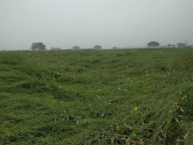 सुबह हुई बूंदाबांदी, तेज हवा से सरसों की फसल प्रभावित