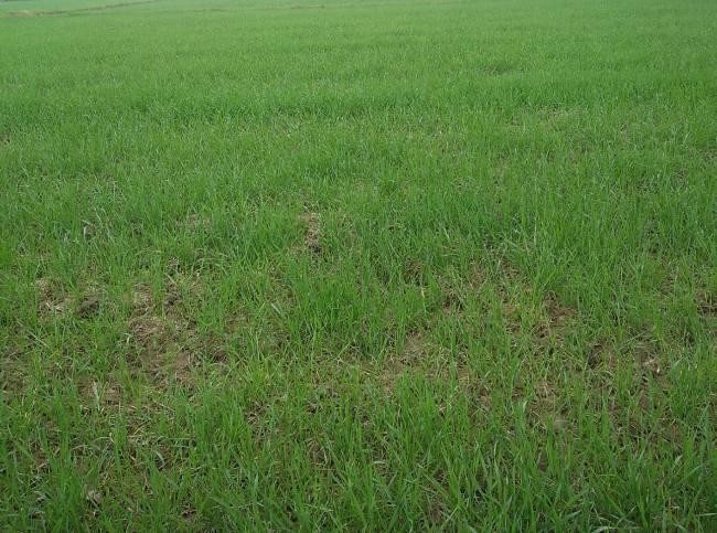 रबी फसलों के लिए आसमान से बरसी संजीवनी, क्रय केंद्रों पर भींगा धान