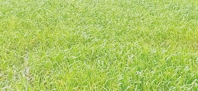 लगातार दो दिन हुई बरसात से खेतों में जलजमाव