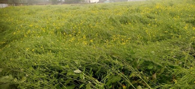 बारिश से सरसों की फसल बिछी, शहर में हुआ जलभराव