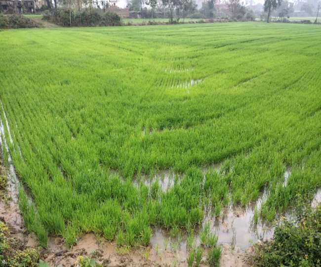 मेरठ और आसपास के जिलों में लगातार बारिश से फसलों को भारी नुकसान