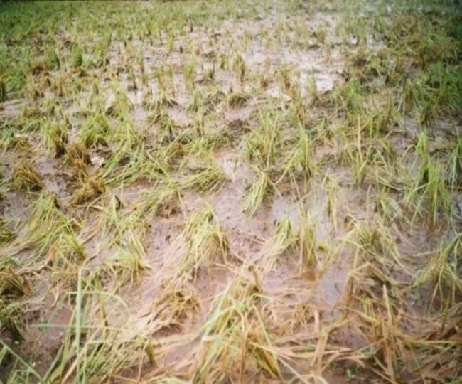 जम्मू: नहरी क्षेत्र की गेहूं की फसल पर बारिश ने बढ़ाया संकट, किसान चिंतित