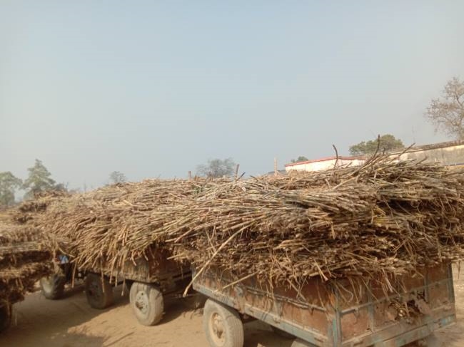 मिल बंदी के एलान से टूटी गन्ना किसानों की कमर