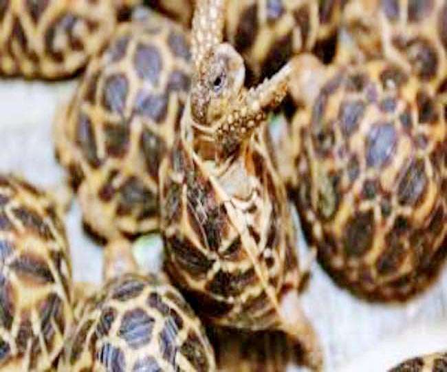 पीडीडीयू जंक्शन पर दून स्पेशल ट्रेन की बोगी से 100 कछुए बरामद, तस्करों का नहीं चल सका पता