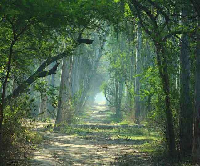 मत्तेवाड़ा जंगल पर पैदा संकट पड़ेगा भारी, पंजाब के फेफड़े को संक्रमण का खतरा