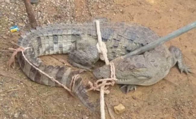 खेत में निकला 10 फिट का मगरमच्छ