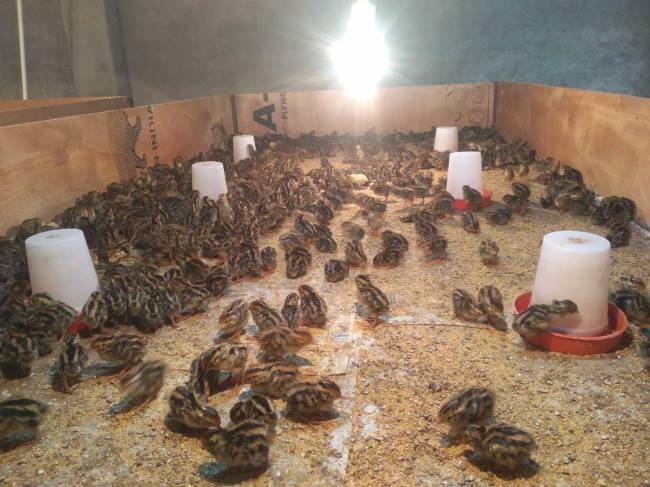 मत्स्य व बटेर पालन के लिए चर्चा में है रामपुर गुलरिया गांव