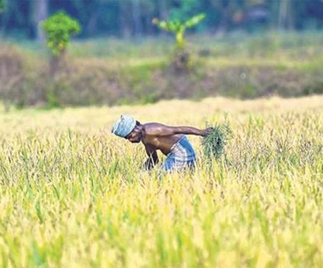 वाराणसी में फसल बीमा योजना से किसानों का मोहभांग, 32000 से घटकर दस हजार रह गया बीमा