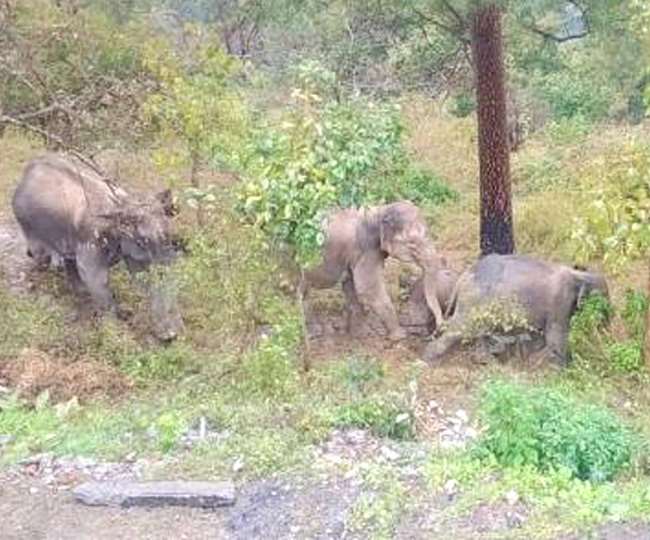 नैनीताल से सटे पहाड़ के गावों तक चढ़े हाथी, घरों के खिड़की और दरवाजे तोड़े
