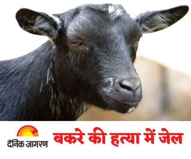 जानिए, बकरा का क्यों हुआ पोस्टमार्टम, क्यों हुई छापेमारी, क्यों जेल भेजा गया आरोपित