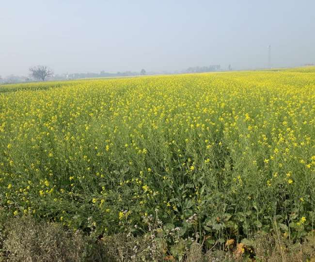 भभुआ: लगातार बेमौसम बारिश ने बढ़ाई किसानों की चिंता, तेलहन व दलहन फसलों को हो सकता नुकसान