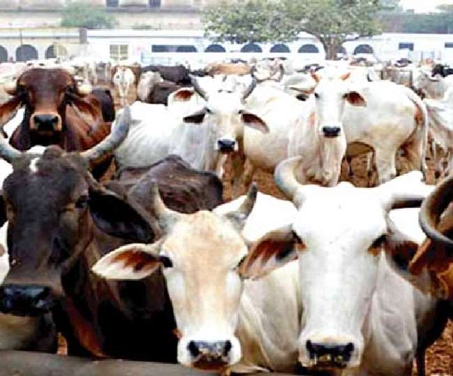 यूपी में निराश्रित पशु घूमते मिले तो सीडीओ, सीवीओ व डीपीआरओ जिम्मेदार, अगले सप्ताह से हर जिले में औचक निरीक्षण