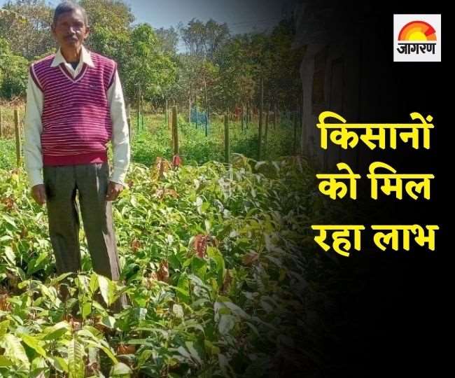 दीदी बगिया योजना से झारखंड के किसान बन रहे उद्यमी, इतनें किसान कर रहे खेती