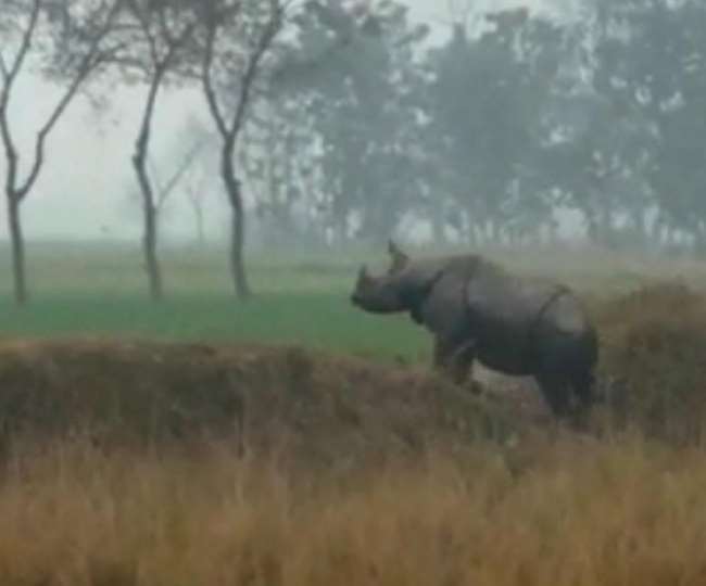 नेपाल से भटककर महराजगंज के सोहगीबरवा वन्य जीव प्रभाग में पहुंचा गैंडा