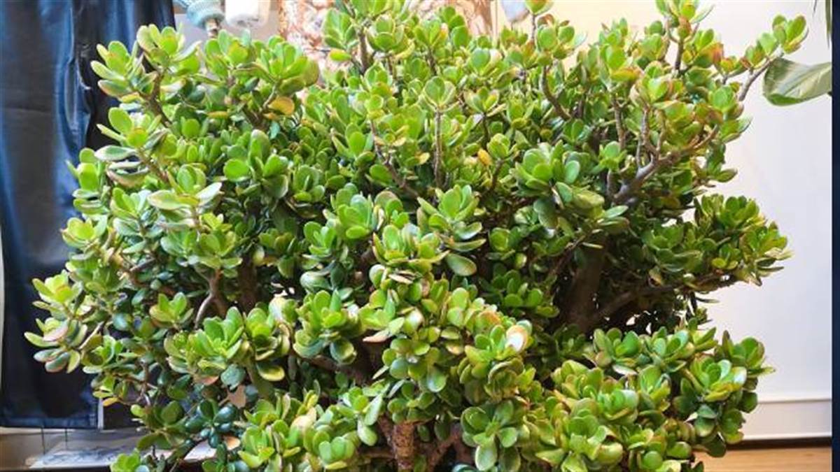 Vastu Tips: घर में नहीं टिकता पैसा, तो आज ही लगाएं ये पौधा, सोई हुई किस्मत जाएगी जाग