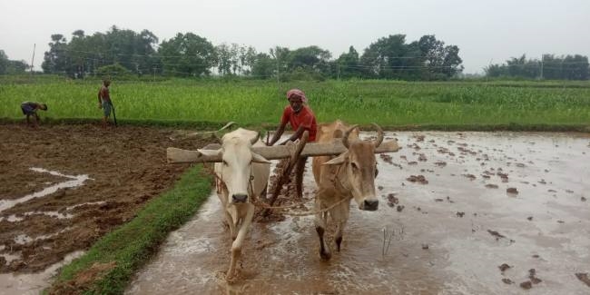 धान का बिचड़ा रोपने की तैयारी में जुटे किसान