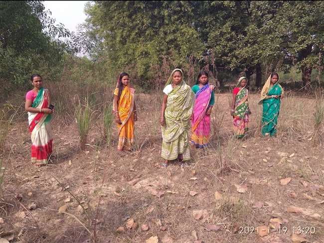 जहां पहले होती थी बारूद की गंध, वहां फैल रही नींबू घास की खुशबू