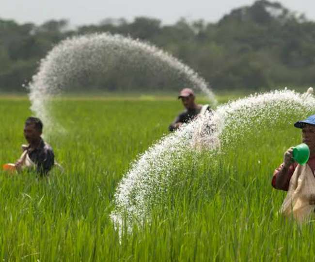 सहरसा: गेहूं किसानों की बढ़ी चिंता, यूरिया के लिए दुकानों के बाद लग रही लंबी लाइन