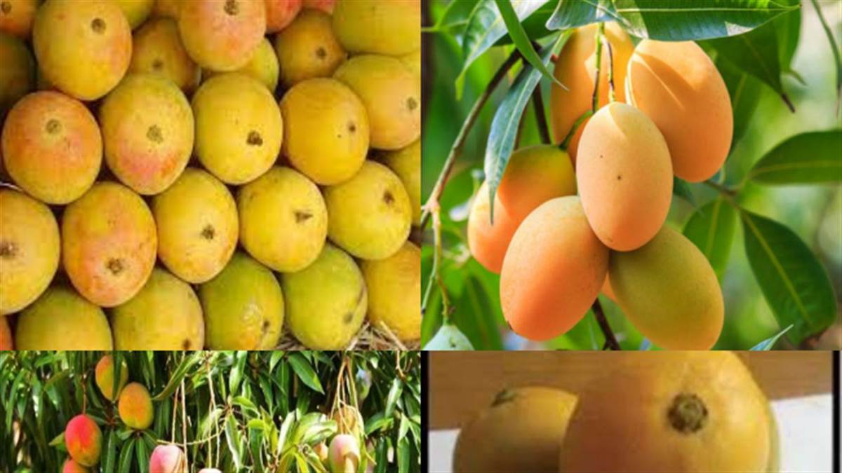पूर्वांचल के गौरजीत आम की पूरे देश में धूम, स्वाद व महक ऐसी कि हर कोई खिंचा चला आए