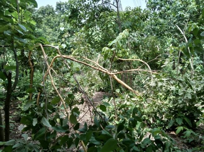 हाथियों ने कुल्हाल में उजाड़ा तारबाड़, पौधशाला भी नष्ट किया