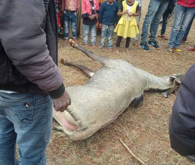 झारखंड से बिहार आ गया नीलगाय, जमुई में ग्रामीणों ने पीट-पीटकर मार डाला