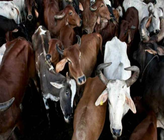 जम्मू : पराली से लदे वाहन में छुपा कर कश्मीर ले जा रहे मवेशी मुक्त कराए, दो गिरफ्तार