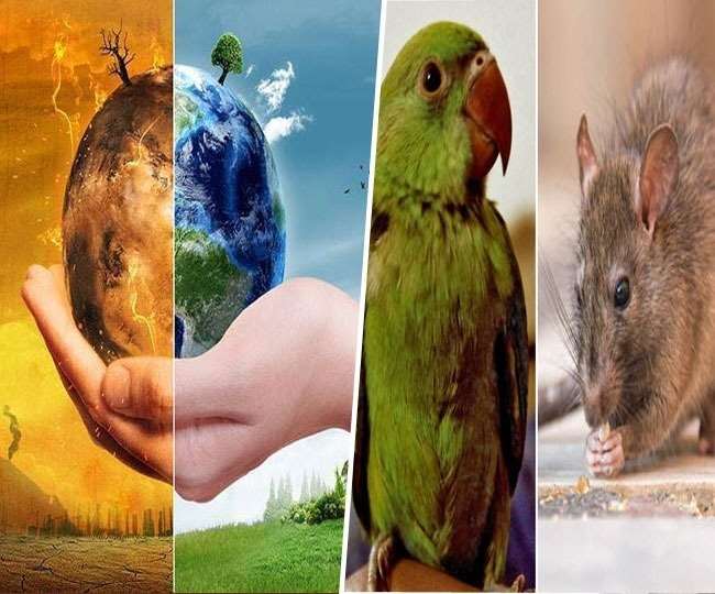 जलवायु परिवर्तन के कारण अजब-गजब हो रहे बदलाव, चूहे की लंबी हो रही पूंछ मोटे हो रहे तोते