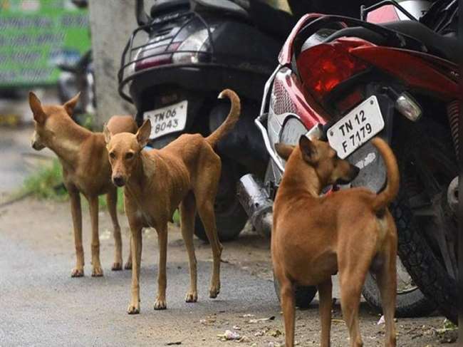 ज्वालामुखी में पागल कुत्ते का आतंक, काटे 9 लाेग