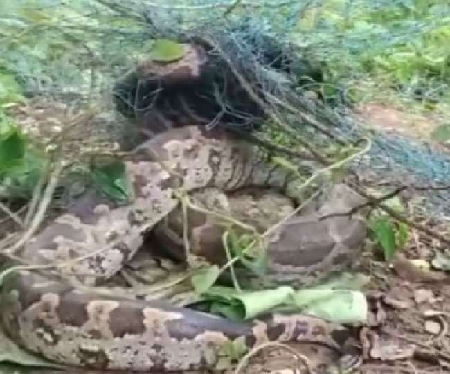 अजगरों को भाने लगा कोसी का किनारा, नेपाल के जंगलों से कोसी के रास्ते पहुंच रहे अजगर