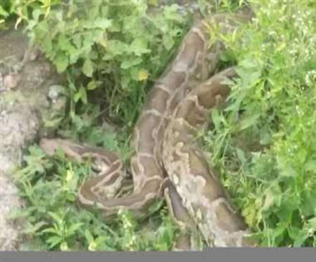 अजगरों को भा रहे गोरखपुर के दलदले दयार