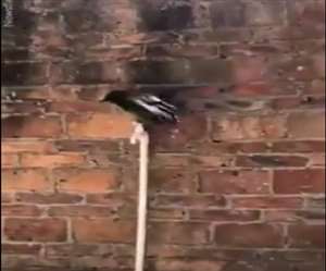 कौआ नल की टोटी को अपनी चोंच से घुमाकर पानी पीने लगता है।